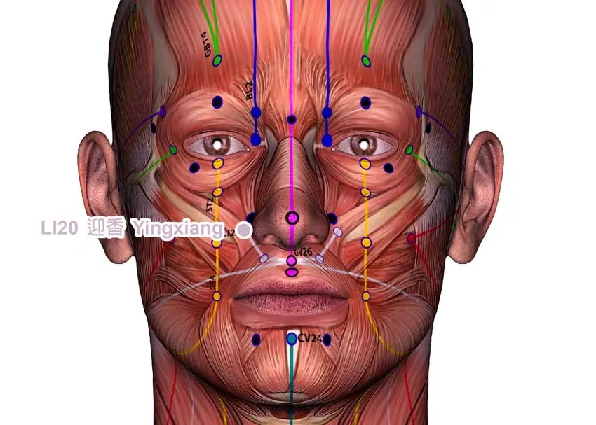 A man's face is shown with different facial muscles, displaying a range of expressions.